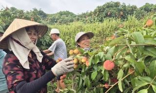 Phúc Hòa: Doanh thu từ vải sớm ước đạt hơn 270 tỷ đồng